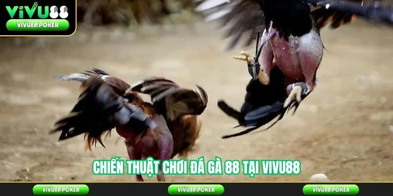 Chiến Thuật Chơi Đá Gà 88 Tại Vivu88