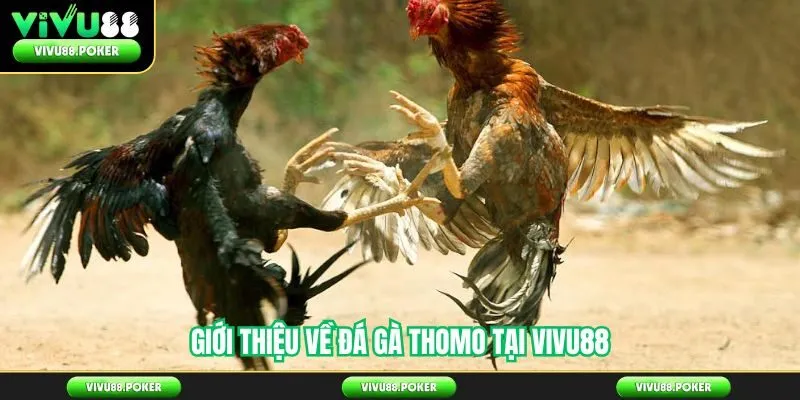 Giới thiệu về đá gà Thomo tại Vivu88