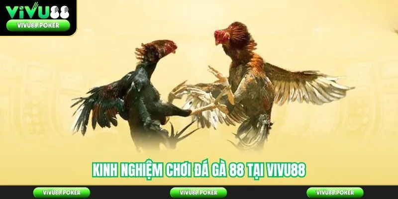Kinh Nghiệm Chơi Đá Gà 88 Tại Vivu88