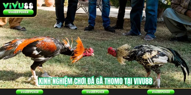 Kinh nghiệm chơi đá gà Thomo tại Vivu88