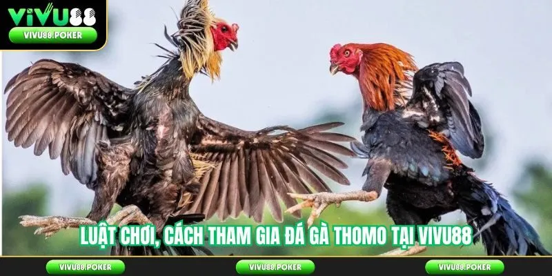 Luật chơi, cách tham gia đá gà Thomo tại Vivu88